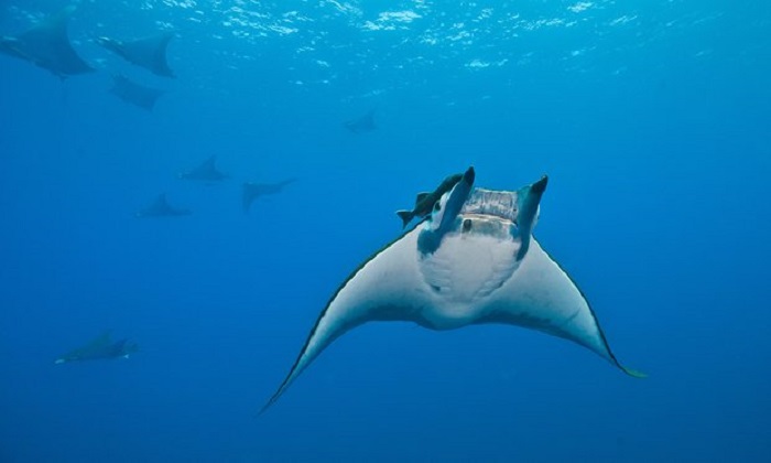 Sharks and rays win new protections at global wildlife summit 